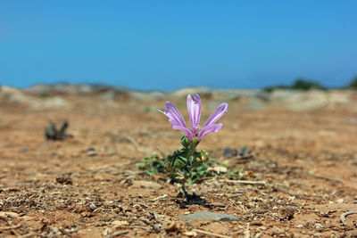 Close-up of purple flowering plant on field