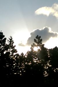 Low angle view of trees against sky