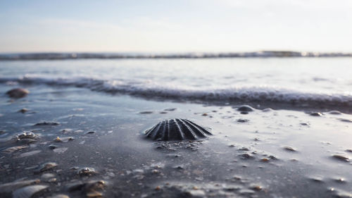 Close-up of crab on beach against sky