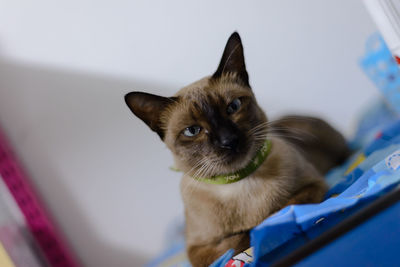 Close-up portrait of a cat