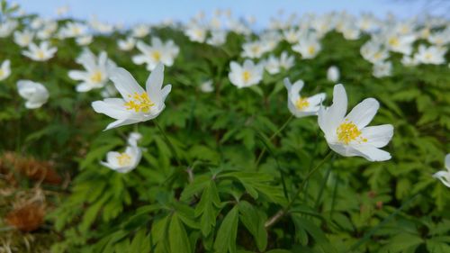 Close-up of flowers blooming outdoors