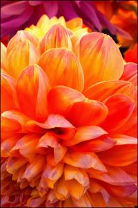 Close-up of orange flowers