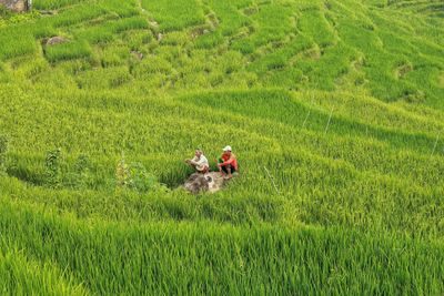 Peoples in rice field