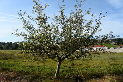 View of trees against sky