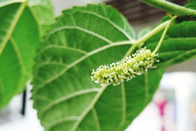 Close-up of flowering plant