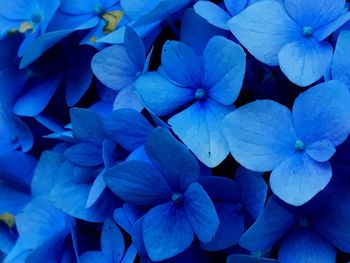 Close-up of blue hydrangea blooming outdoors