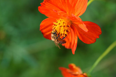 Close-up of bee on orange poppy blooming outdoors