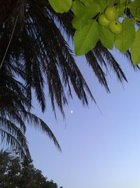 Low angle view of coconut palm tree against clear blue sky