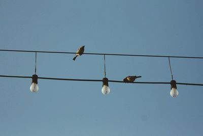 Low angle view of birds perching on cable against sky