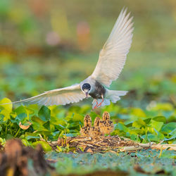 Close-up of bird flying over field