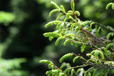 Close-up of fresh green plant