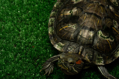 Close-up of turtle on field