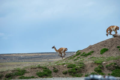 Horse standing on landscape against sky