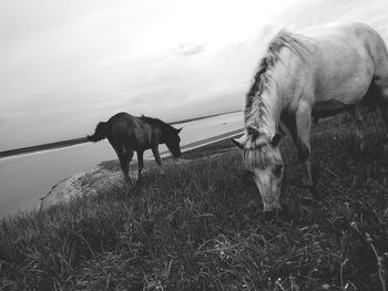 Horses grazing in a field