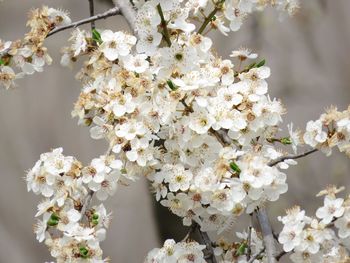 Close-up of white cherry blossom tree