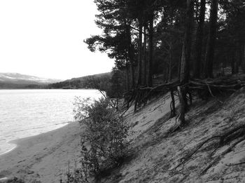 Scenic view of lake with trees in background