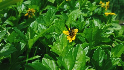 Close-up of flowers blooming outdoors