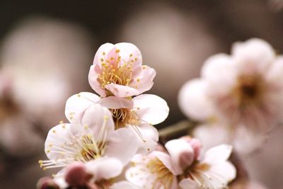 Close-up of white cherry blossoms