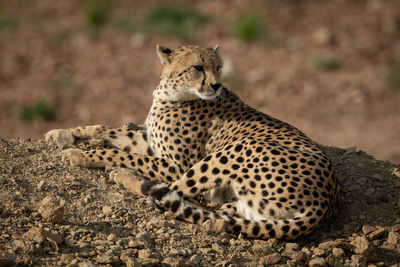 High angle view of cheetah sitting on rock