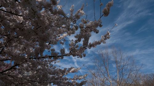 Low angle view of cherry blossom tree against sky