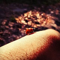 Close-up of cropped hand