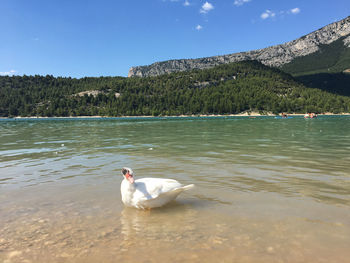 Swans swimming in lake