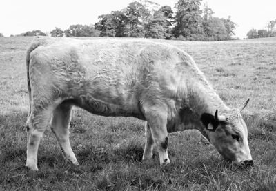 Horse grazing on field