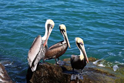 Birds perching on a sea