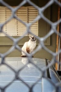 Cat looking through chainlink fence