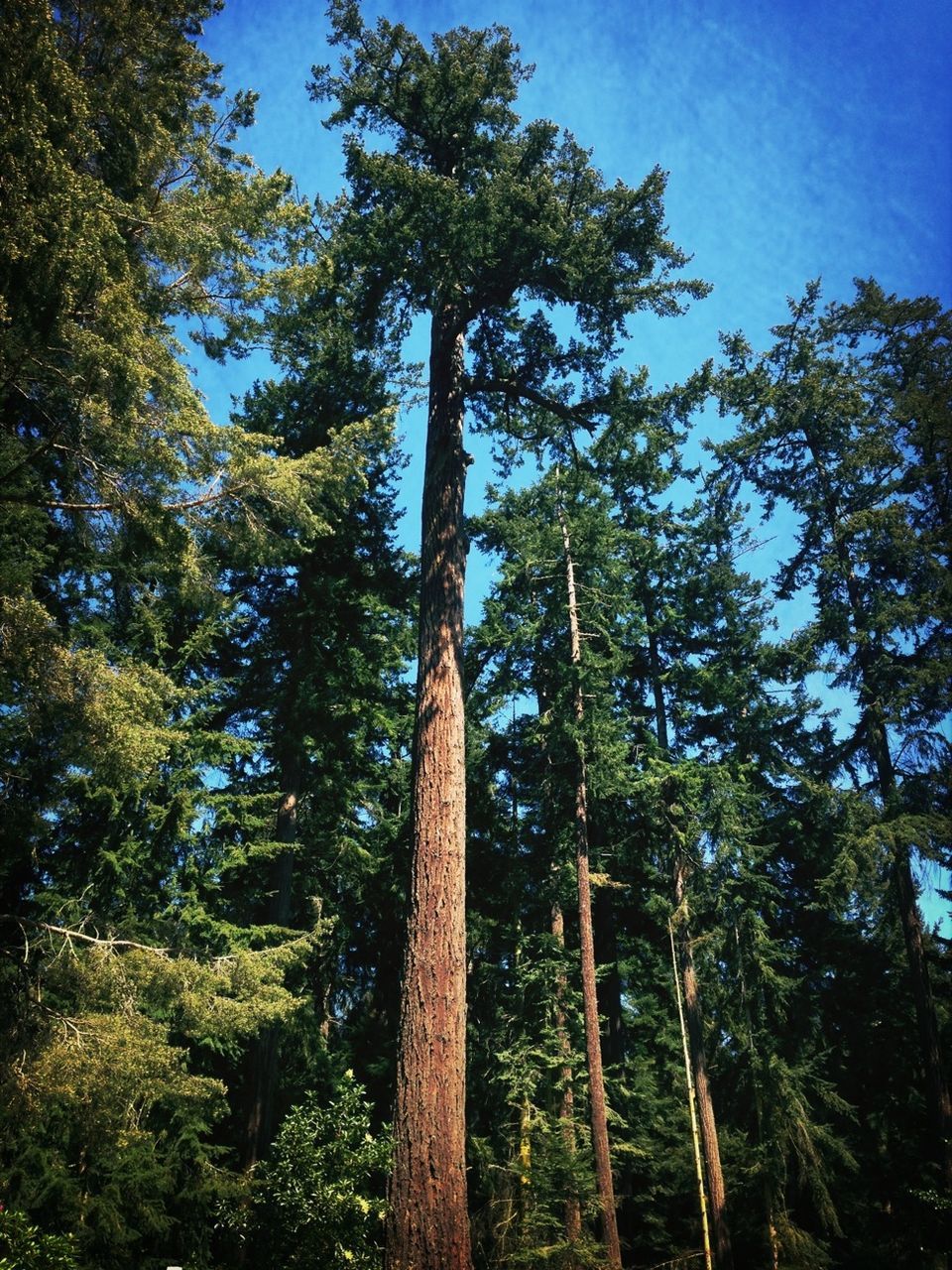 tree, low angle view, growth, tree trunk, sky, tranquility, nature, forest, blue, green color, branch, day, sunlight, outdoors, beauty in nature, tall - high, no people, wood - material, clear sky, tranquil scene