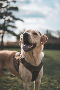 Close-up of dog