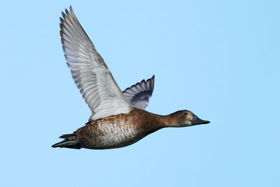 Low angle view of seagull flying