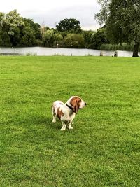 Dog on field against trees