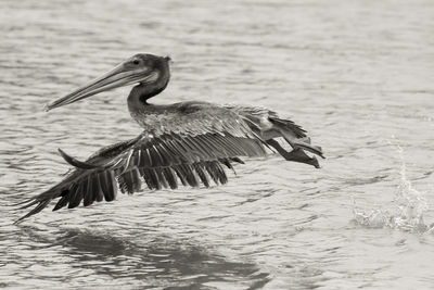 Close-up of pelican on lake