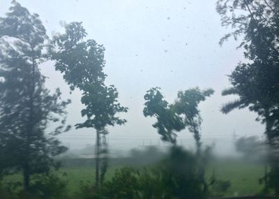 Trees against sky during rainy season