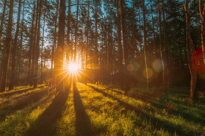 Sunlight streaming through trees in forest