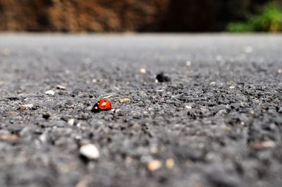 Close-up of ladybug on street