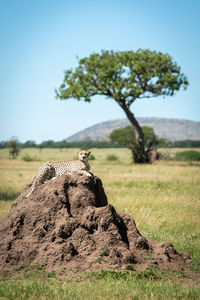 Cheetah sitting on rock against clear sky