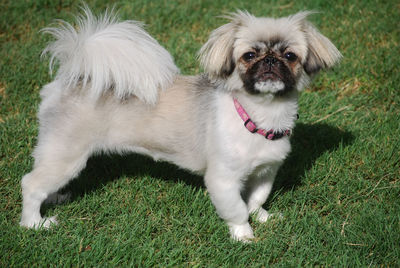 Close-up of pekingese on grassy field