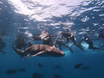 Fish swimming in sea