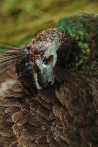 Close-up of lizard on tree in forest