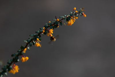 Close-up of orange flowering plant