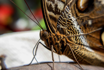 Close-up of insect