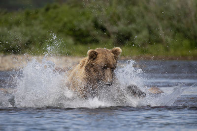 Brown bear jumps into river to catch a king salmon