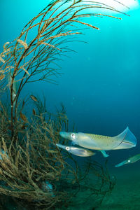 Spawning squid, wide angle