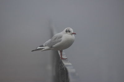 Close-up of seagull perching on pole against clear sky