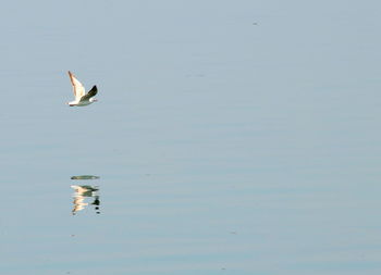 Bird in lake