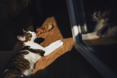 High angle view of cat resting on hardwood floor