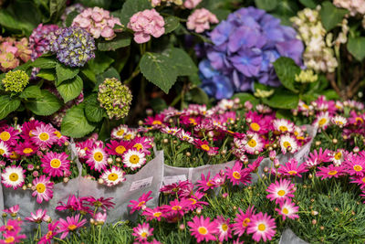 Flower market, prince edward, kowloon. 