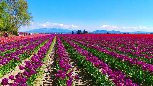 Flowers growing in field